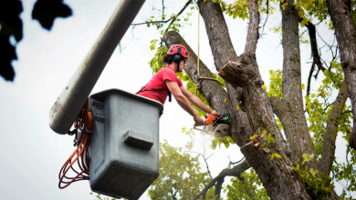 Post-Storm Tree Inspections: Why Hiring Professionals Matters
