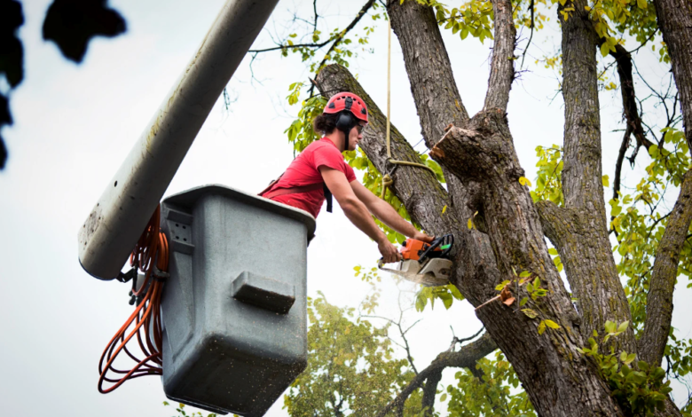 Post-Storm Tree Inspections: Why Hiring Professionals Matters