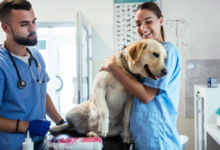 Understanding The Role Of A Veterinary Surgeon In Animal Care