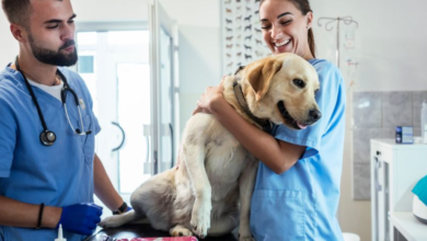 Understanding The Role Of A Veterinary Surgeon In Animal Care