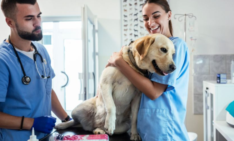 Understanding The Role Of A Veterinary Surgeon In Animal Care