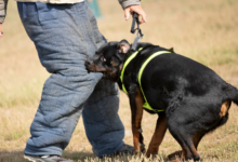 How Dog Bite Attorneys Negotiate Settlements Effectively