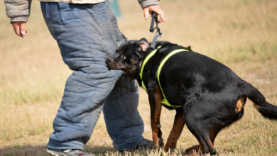 How Dog Bite Attorneys Negotiate Settlements Effectively