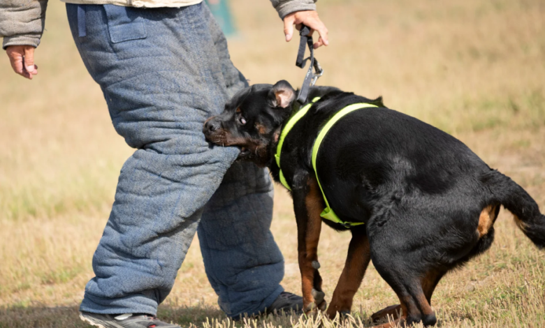 How Dog Bite Attorneys Negotiate Settlements Effectively