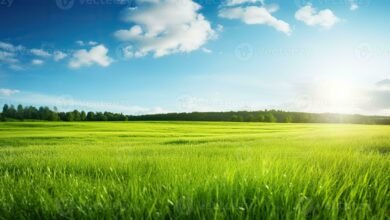 AI-Generated Grass and Skies: Are Buyers Noticing the Difference?