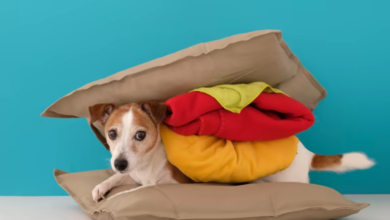 Memory Foam Pet Beds: Providing Comfort, Support, and Restful Sleep
