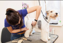 Why Professional Dog Grooming Services Are Worth the Investment