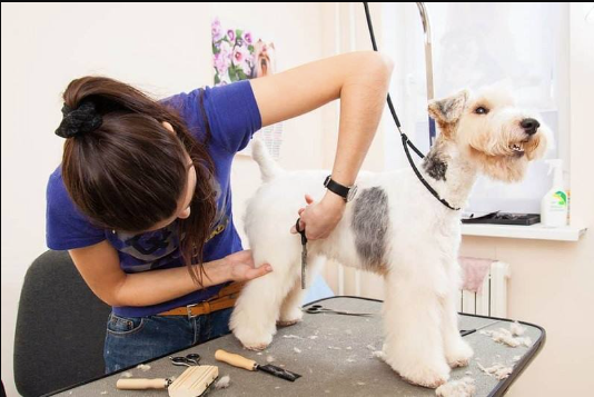 Why Professional Dog Grooming Services Are Worth the Investment